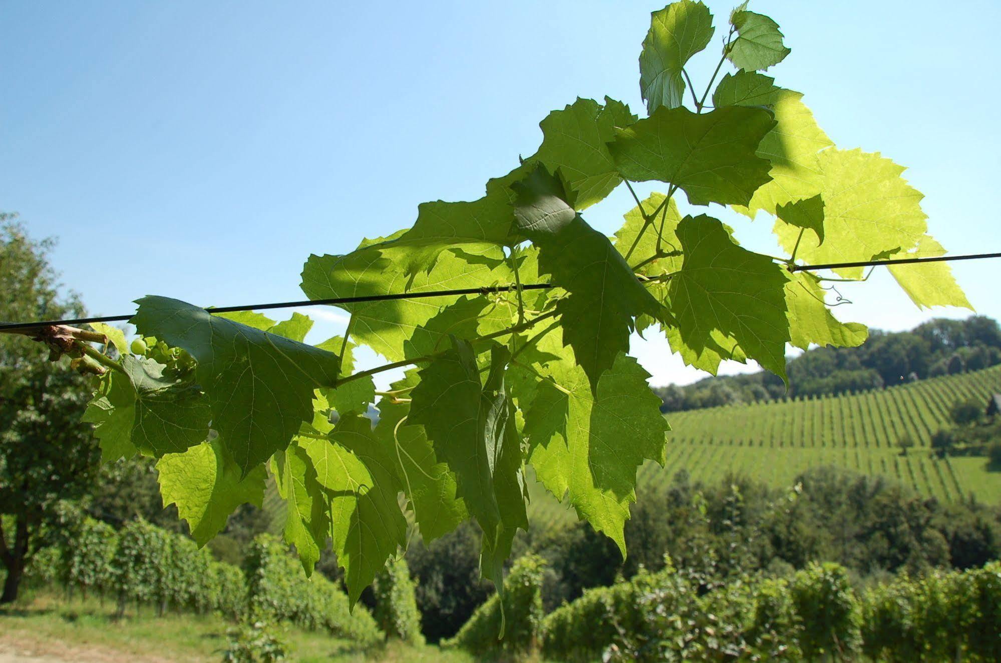 Weingut Primus Suedsteiermark Spielfeld Exteriör bild